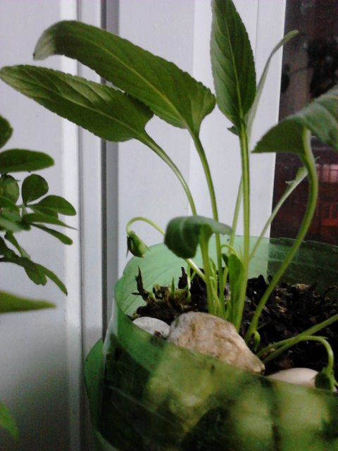IMG1042.jpg