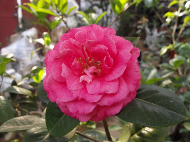 DSCF2523.JPG