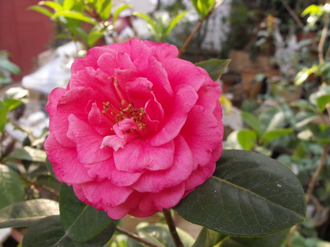 DSCF2524.JPG