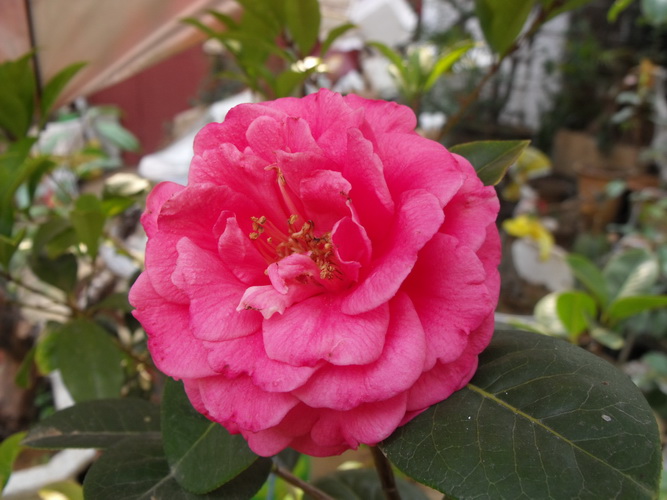 DSCF2530.JPG