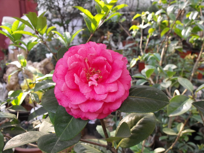 DSCF2531.JPG