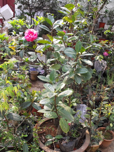 DSCF2532.jpg