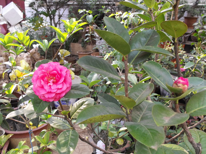 DSCF2533.JPG