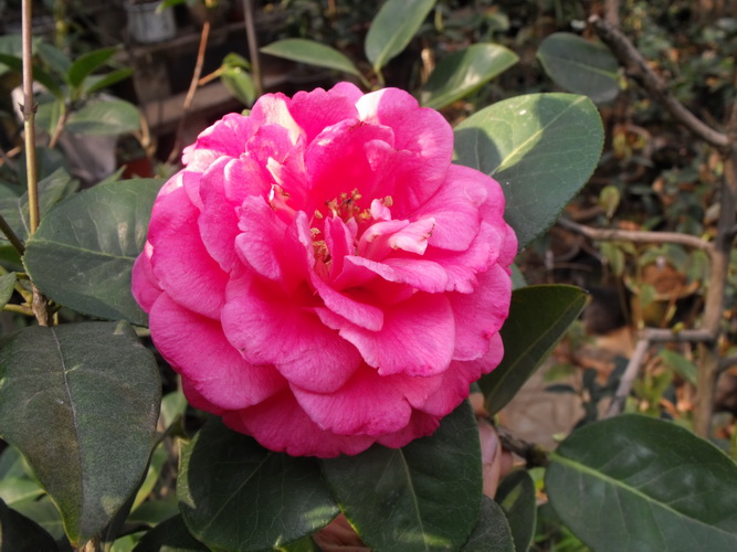 DSCF2536.JPG