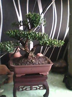 IMG0108A.jpg