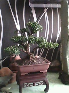IMG0109A.jpg