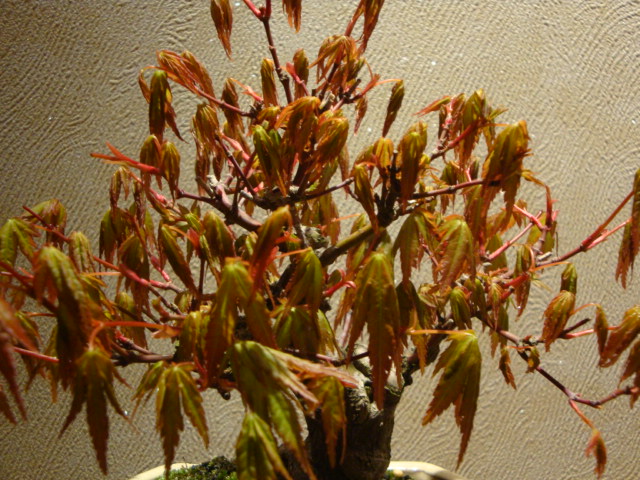 DSC03185.JPG