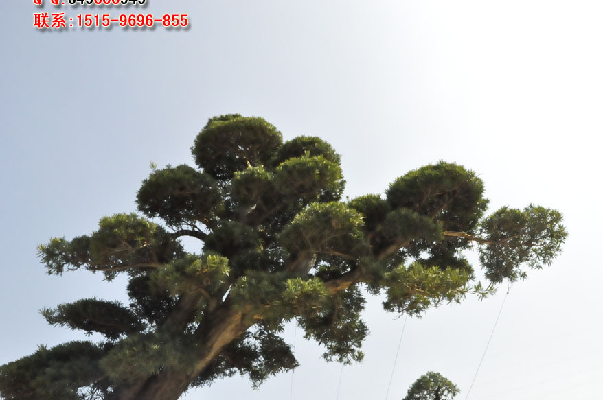 _DSC0018.JPG