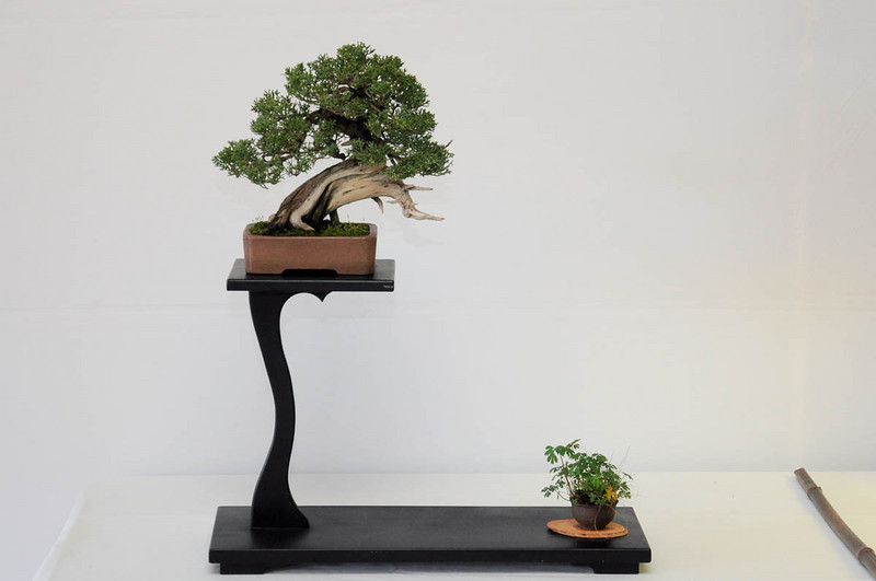 Shohin-seminar-13-L.jpg