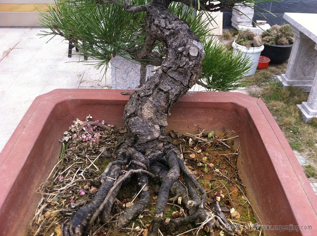20130408ˮɵĸ1000.jpg