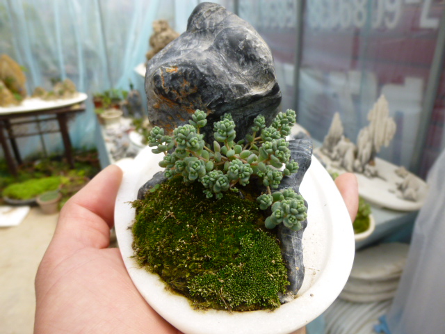 P1020553.JPG