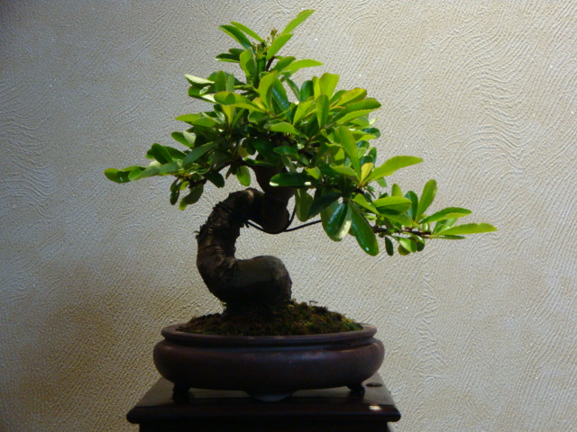 DSC03326.JPG
