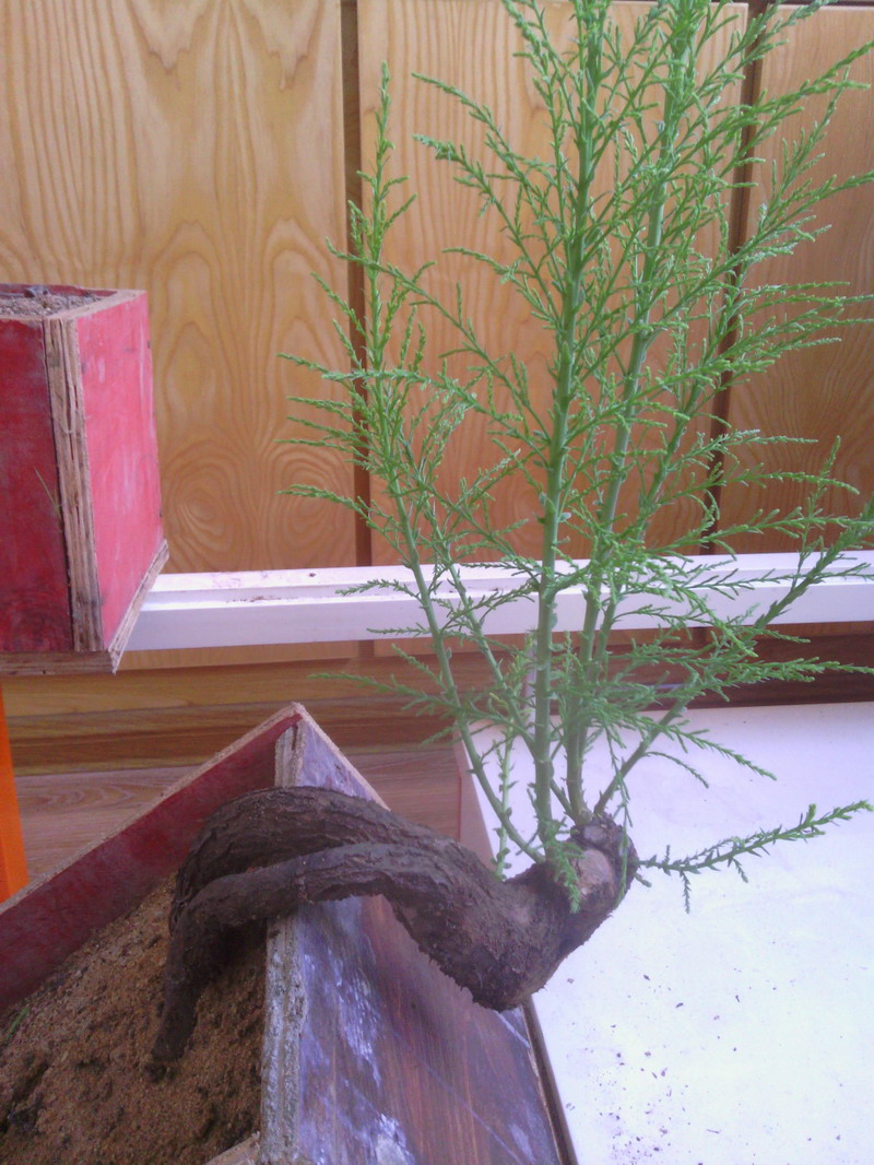 IMG_20130412_073929.jpg