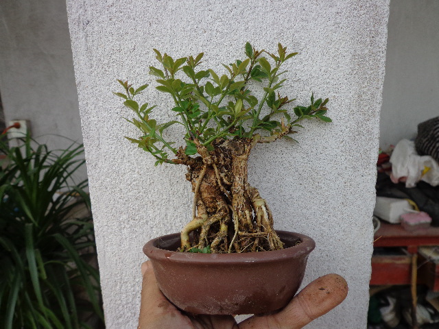 DSC00224.JPG
