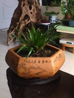 IMG0156A.jpg
