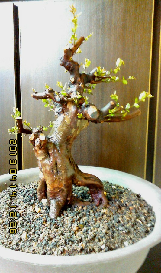 IMG0414122600.jpg