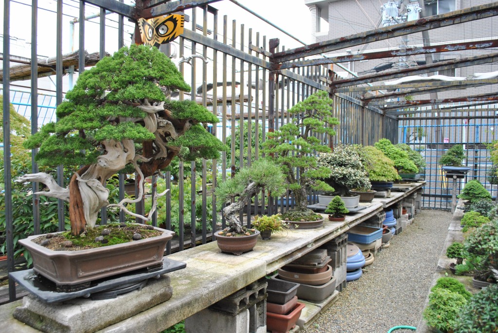 conew_dsc_0347.jpg