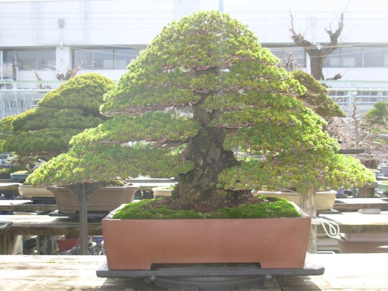 dscn9708.jpg