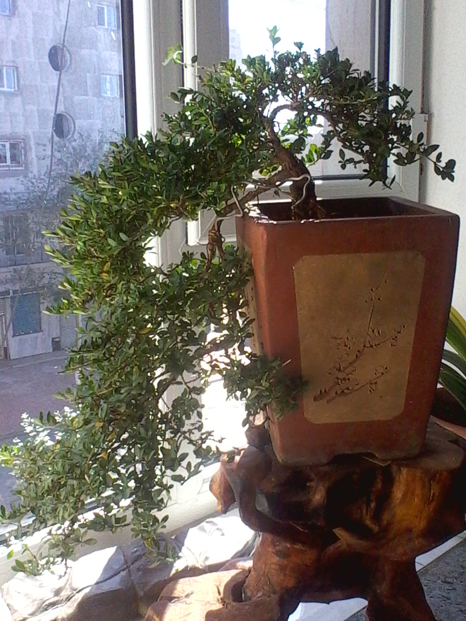 IMG_20121006_122310.jpg