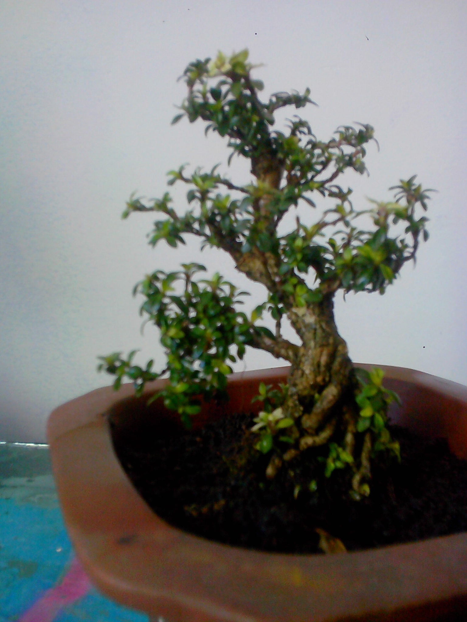 IMG20130316009.jpg