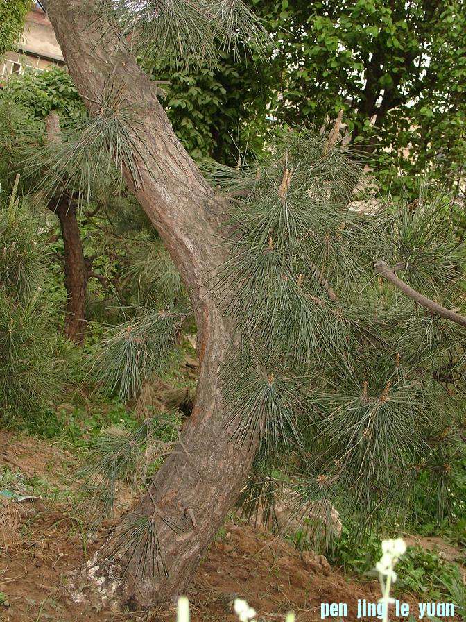DSC00202B.JPG