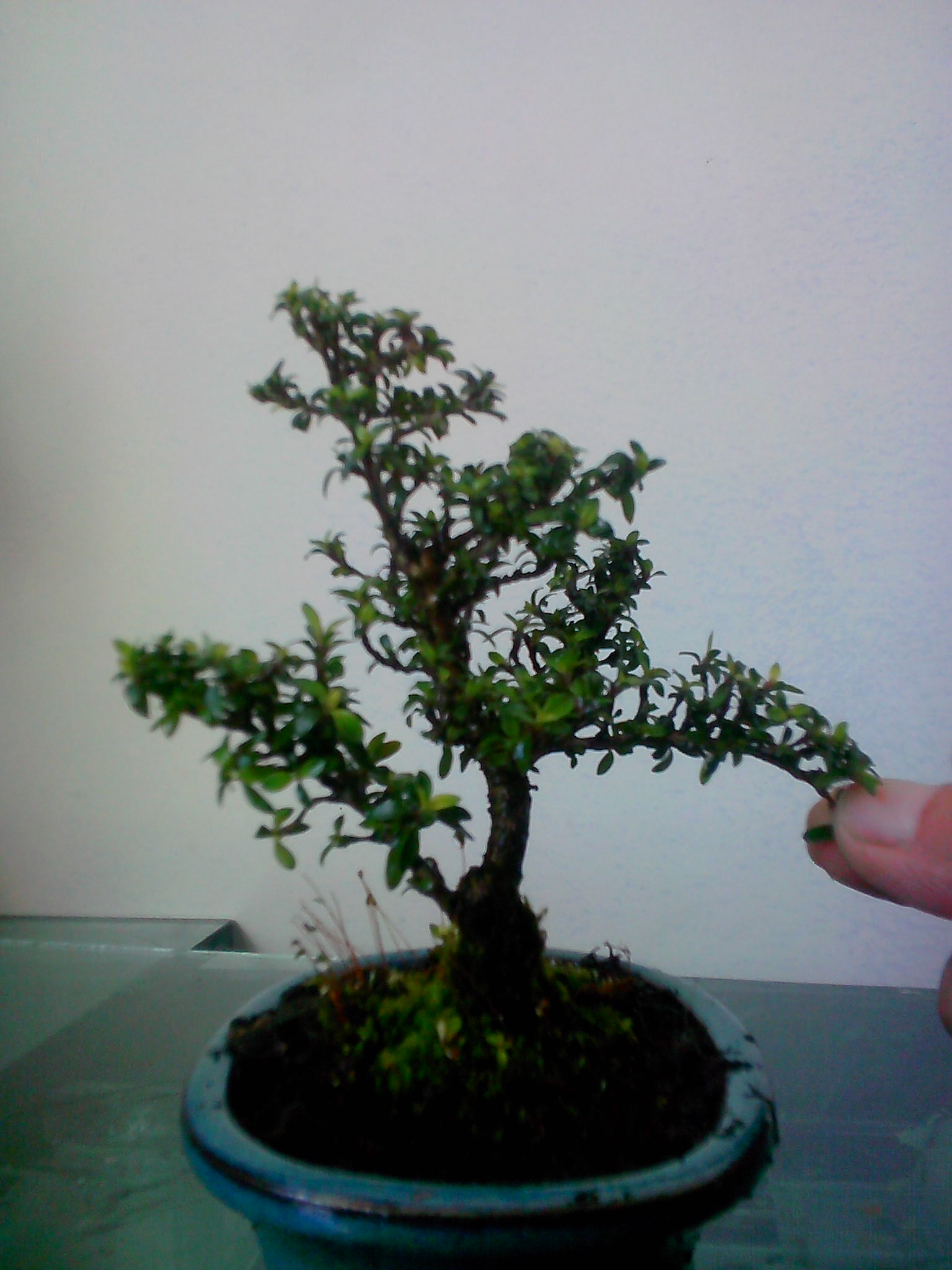 IMG20130316006.jpg