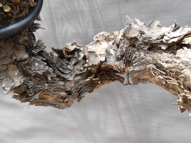 DSCN0079 (640x480).jpg