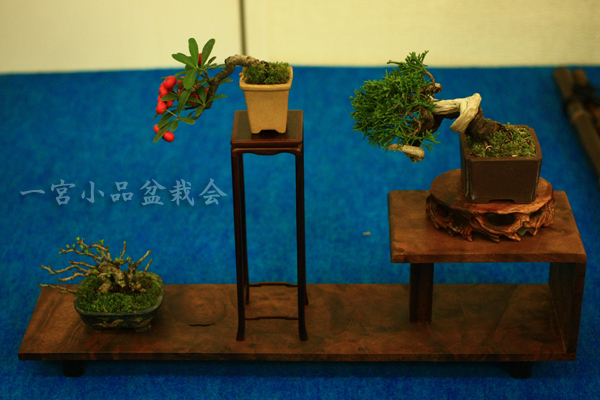 o0600040012393168849.jpg