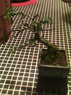IMG0164A.jpg