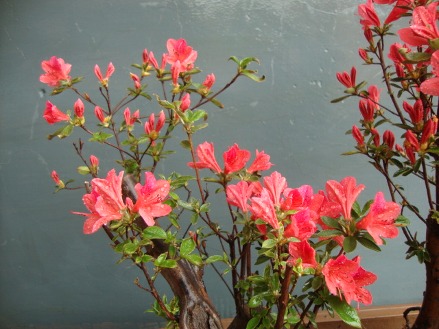 DSC04044.JPG