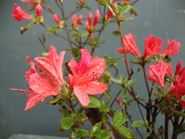 DSC04045.JPG