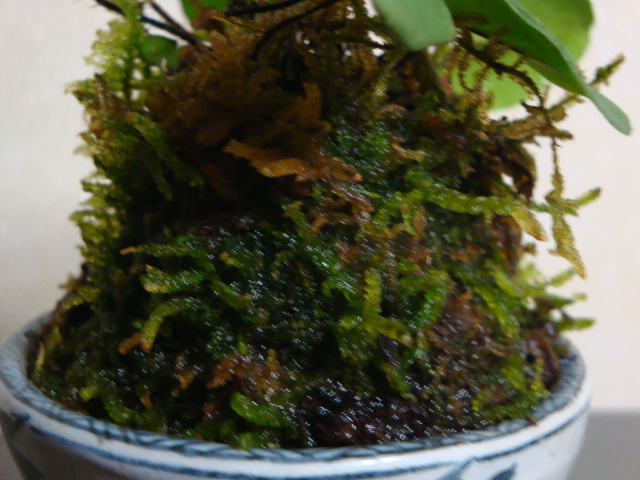 DSC03521.JPG