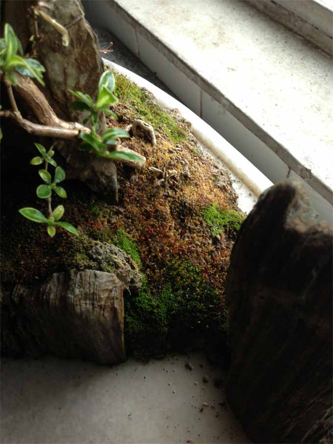 Ƭ 010.jpg