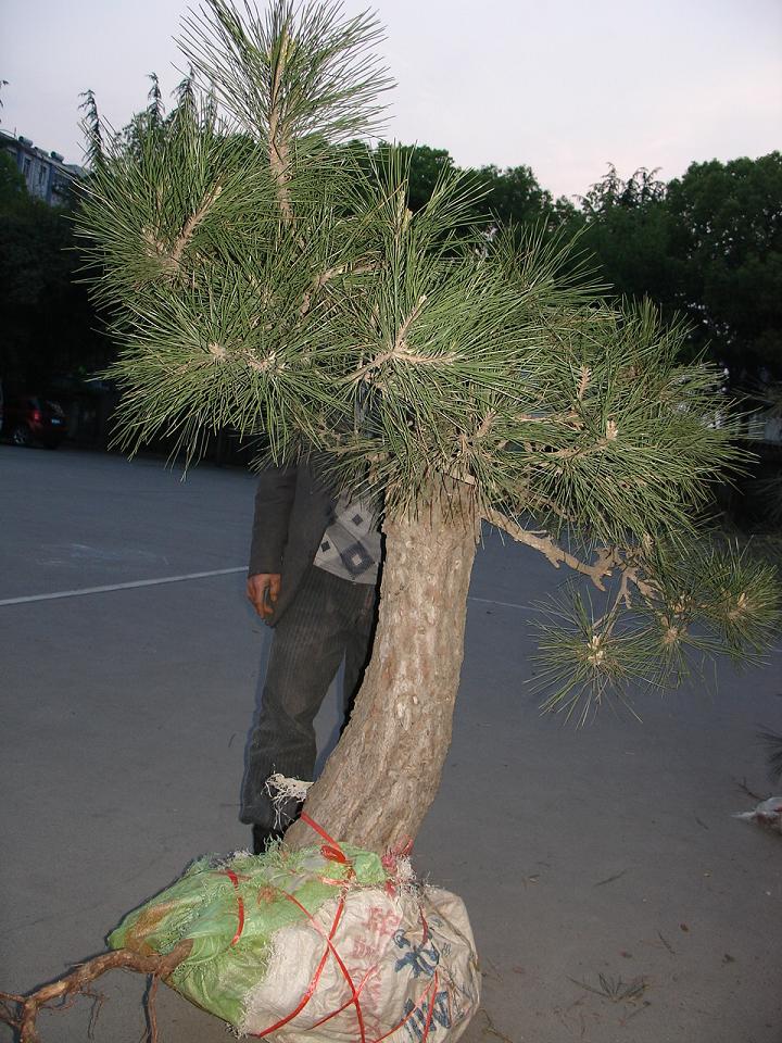 DSC00217.JPG