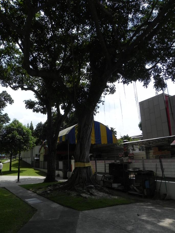 DSCN4195.jpg