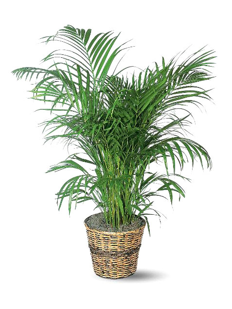 Areca-Palm.jpg