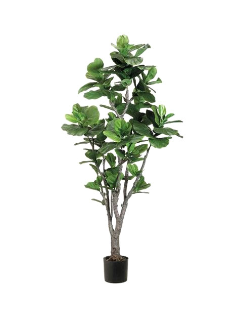 fiddle-leaf-fig.jpg