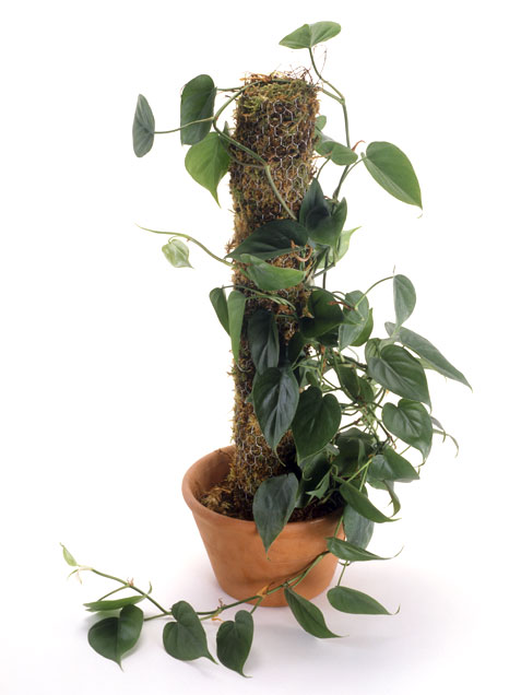 Heart-Leaf-Philodendron.jpg