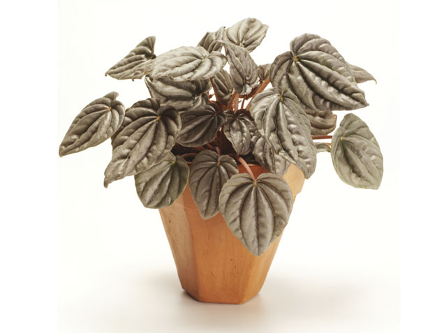 Peperomia.jpg