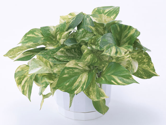 Pothos.jpg