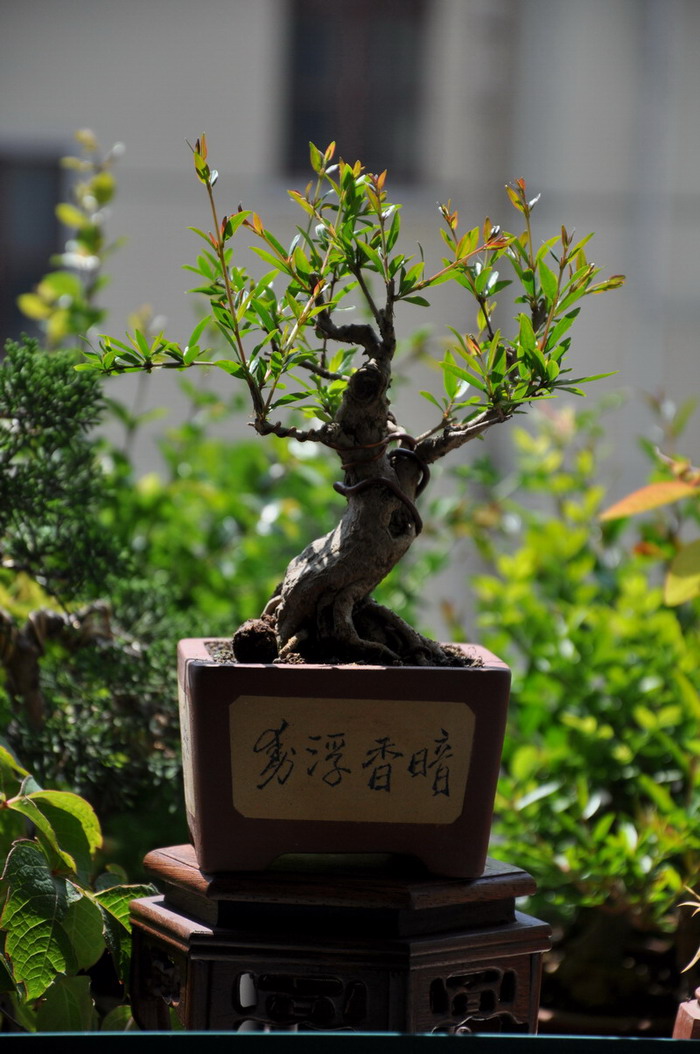 DSC_0563.jpg