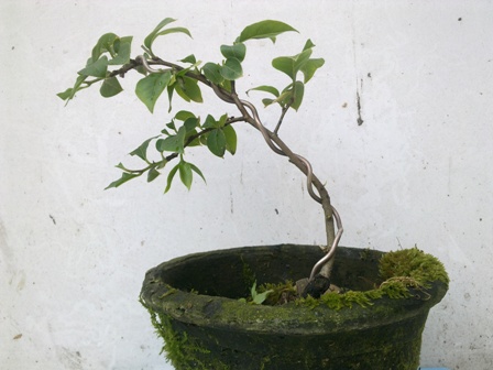 20130427611.jpg