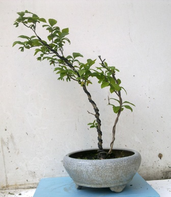 20130427612.jpg