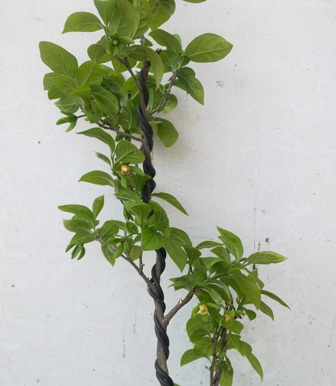 20130427613.jpg