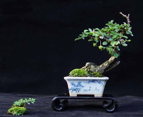 Mini Bonsai1.jpg