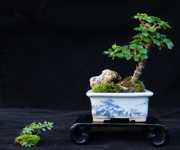 Mini Bonsai2.jpg