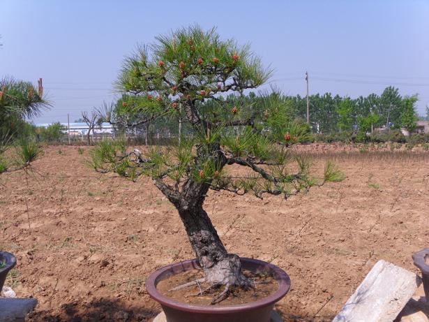 SDC12445.JPG
