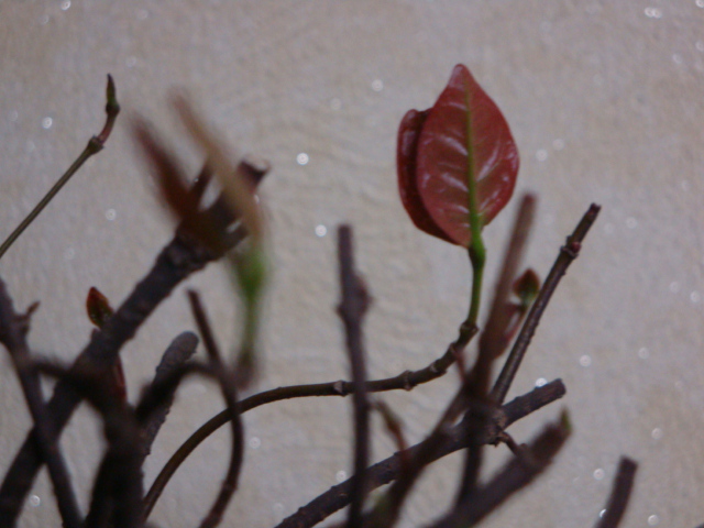 DSC03370.JPG