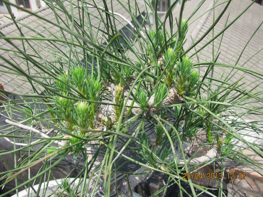  20130428 035.jpg