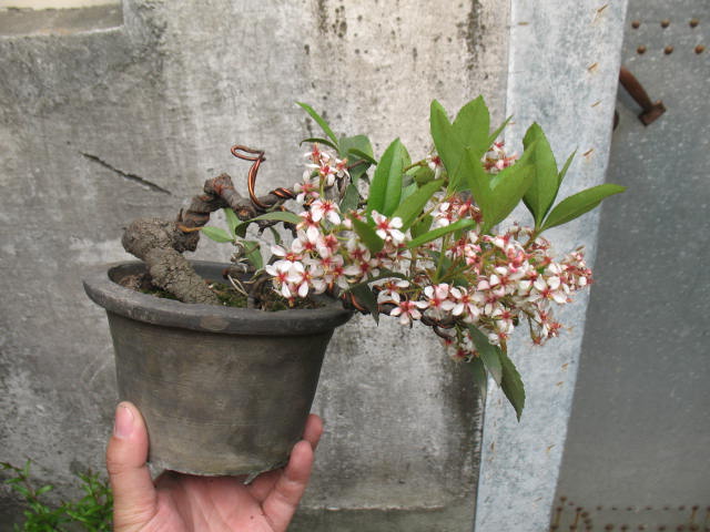 IMG_6132.JPG